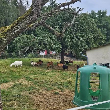 Waldgefluester 度假居 Nausis